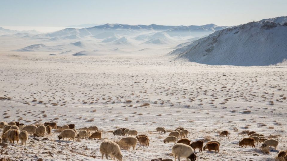 10 аймгийн 23 суманд цагаан зудын нөхцөл бүрджээ