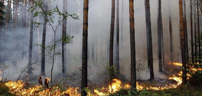 Чойбалсан суманд гарсан түймэрт 25 өрх өртөж, 8 алба хаагч түлэгдсэн