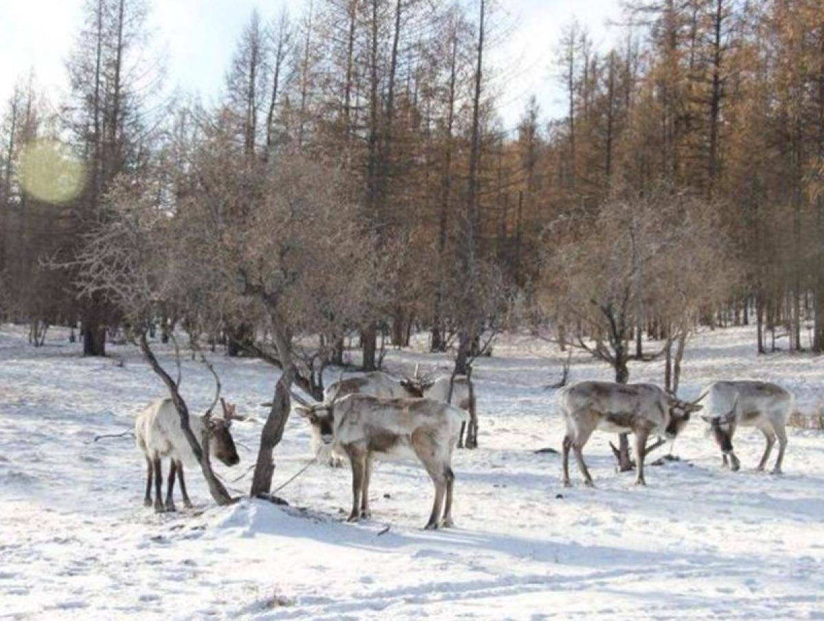 Өвлийн адаг хөхөгчин үхэр сарын 25