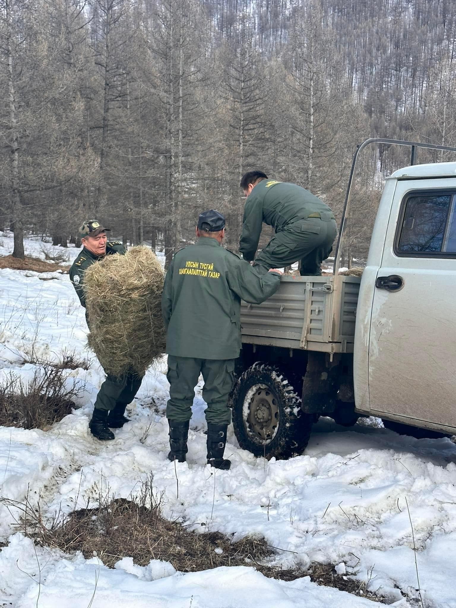 Горхи-Тэрэлжийн хамгаалалттай есөн газар зэрлэг амьтдад шаардлагатай өвс, хужрыг байршуулжээ