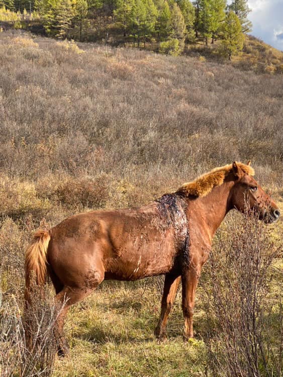 Ачаатай морь ачаагаа гээлгүй 20 гаруй хоног хөвчид төөрөөд иржээ